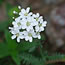 Achillea huteri